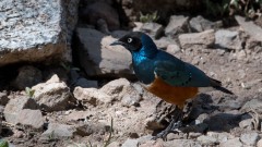 Trefarvet Glansstær / Superb Starling