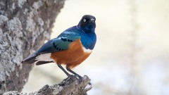 Trefarvet Glansstær / Superb Starling