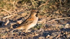 Rustspurv / Rufous Sparrow