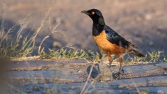 Masaiglansstær /  Hildebrandt's starling