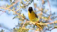 Napoleonsvæver / Yellow-crowned Bishop