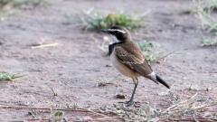 Sortbrystet Stenpikker / Capped Wheatear