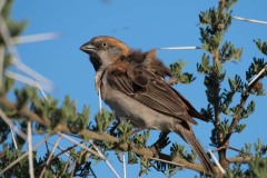 Rustspurv / Rufous Sparrow