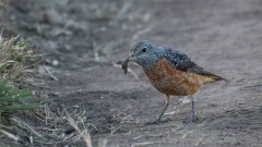 Stendrossel / Common Rockthrush