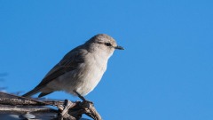 Askegrå Fluesnapper / African Grey Flycatcher