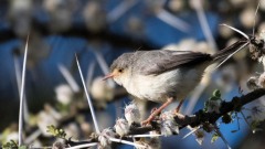 Askegråsanger / Grey-backed Camaroptera