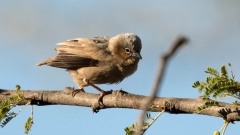 Ørkenvæver / Grey-capped social weaver