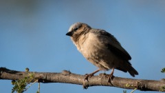 Ørkenvæver / Grey-capped social weaver