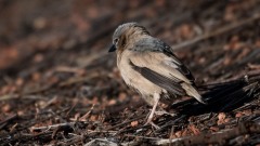 Ørkenvæver / Grey-capped social weaver