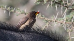 Gulnæbbet Oksehakker / Yellow-billed oxpecker