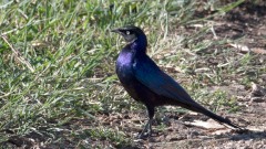 Blågrøn Glansstær /  Rüppell's starling