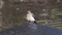 Rødnæbbet Oksehakker / Red-billed Oxpecker