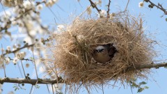 Ørkenvæver / Grey-capped social weaver