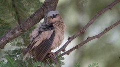 Ørkenvæver / Grey-capped social weaver