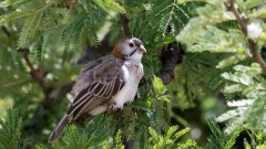 Skælhovedet Finkevæver / Speckle-fronted Weaver
