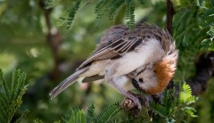 Skælhovedet Finkevæver / Speckle-fronted Weaver