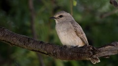 Askegrå Fluesnapper / African Grey Flycatcher