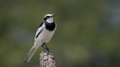 Afrikansk Vipstjert / African Pied Wagtail