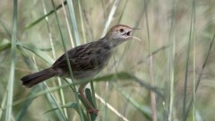 Afrikansk Storpiber / Plain Backed Pipit