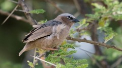 Ørkenvæver / Grey-capped social weaver