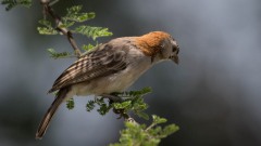 Skælhovedet Finkevæver / Speckle-fronted Weaver