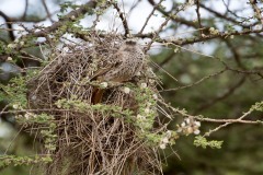 Serengetivæver / Rufous-Tailed Weaver