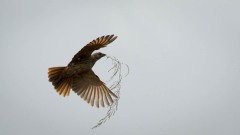 Serengetivæver,/ Rufous-Tailed Weaver
