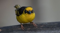 Reichowvæver / Reichenow´s Weaver