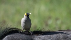 Lappestær / Wattled starling