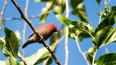 Amarant /  Red-Billed Firefinch