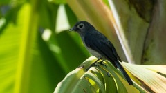 Brillefluesnapper / White-eyed slaty flycatcher