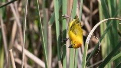 Tavetavæver / Golden Taveta Weaver