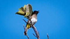 Hvidbrynet Bulbul / ellow-vented Bulbul