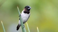 Javabronzefinke / Javan Munia