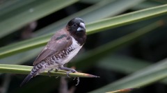 Javabronzefinke / Javan Munia