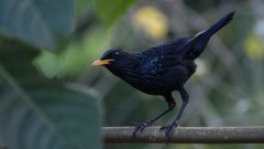 Blå Fløjtedrossel / Blue Whistling-Thrush
