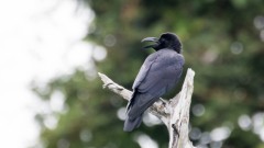 Stornæbbet Krage / Large-billed Crow