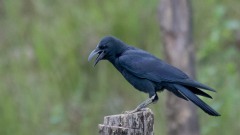 Stornæbbet Krage / Large-billed Crow