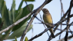 Rødværling / Chestnut bunting
