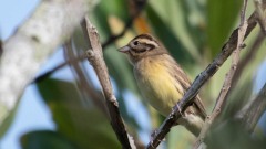 Rødværling / Chestnut bunting