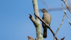Ørestribet bulbul / Streak-eared Bulbul
