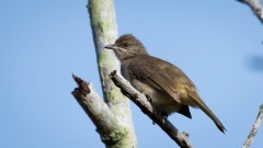 Ørestribet bulbul / Streak-eared Bulbul