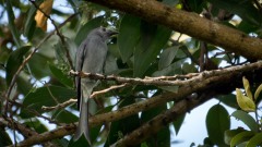 Askedrongo / Ashy Drongo