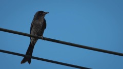 Askedrongo / Ashy Drongo