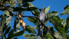 Askedrongo / Ashy Drongo3
