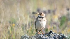 Kalanderlærke / Calandra Lark