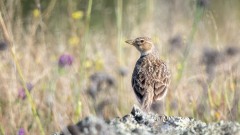 Kalanderlærke / Calandra Lark