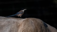 Blåskade / Azure-winged Magpie