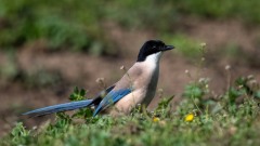 Blåskade / Azure-winged Magpie