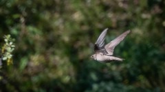 Klippesvale / Eurasian Crag Martin